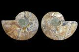 Agatized Ammonite Fossil - Madagascar #139743-1
